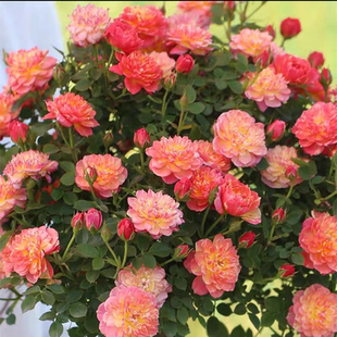 躲躲藏藏  微月开花机器阳台庭院多季开丰花低维护一加仑扦插中苗