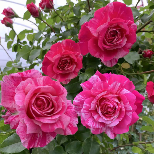 新品 伊蕾莎斯特  爬藤大花浓香多季开庭院花卉少刺盆栽地栽中苗