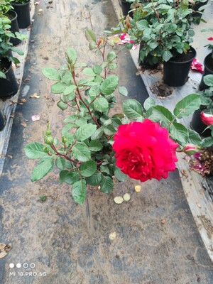 马萨德医生 大花双瓣 浓香强草莓香丰花 月季花苗 绿植花卉 中苗