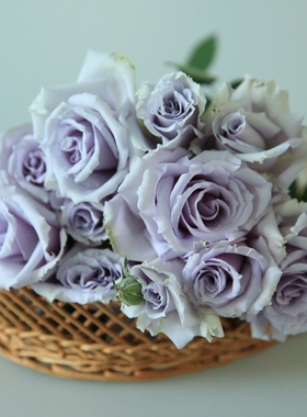 蓝色格劳恩/大地之蓝  日本月季浓香重瓣 阳台盆栽庭院灌木  中苗