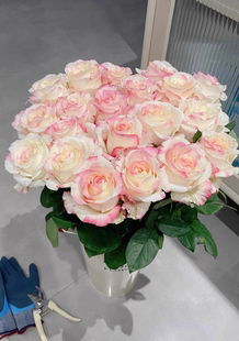 霓裳 云南切花大花灌木多季开月季花苗盆栽地栽阳台庭院花卉中苗