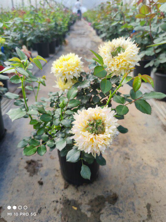 灌木月季烟花波浪  黄色菊花型花瓣浓香四季开花   中苗