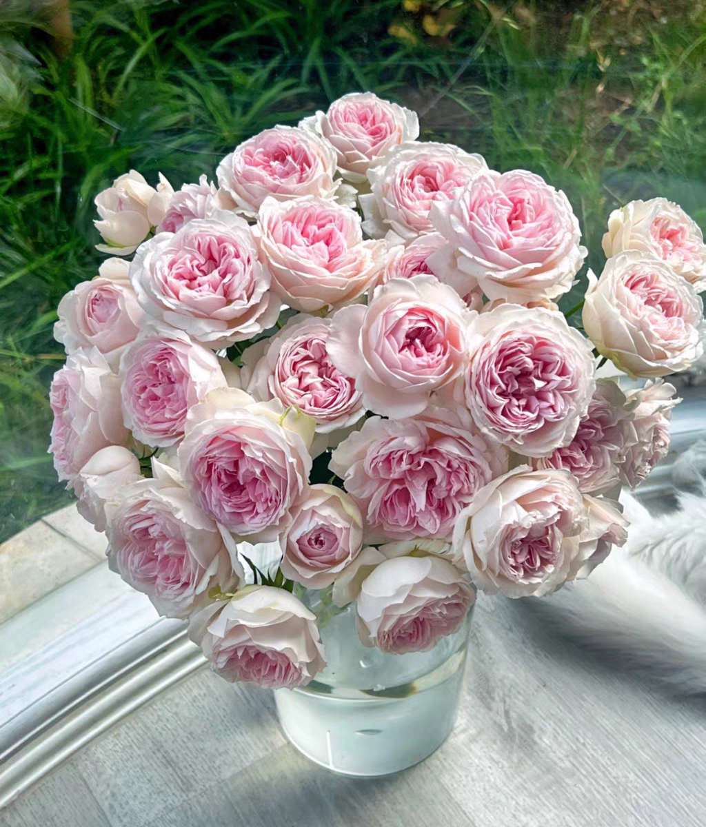 婚礼盒  伊芙系多季开花盆栽阳台庭院绿植粉色浓香大花两加仑大苗