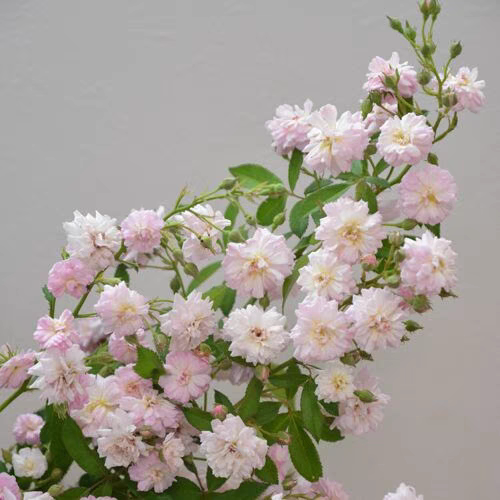 呼吸香水  藤本植物浓香庭院地栽开花机器夏天表现也出色花量巨大