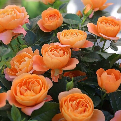 果汁阳台月季花苗  盆栽大花朵 欧月四季开花玫瑰 中苗