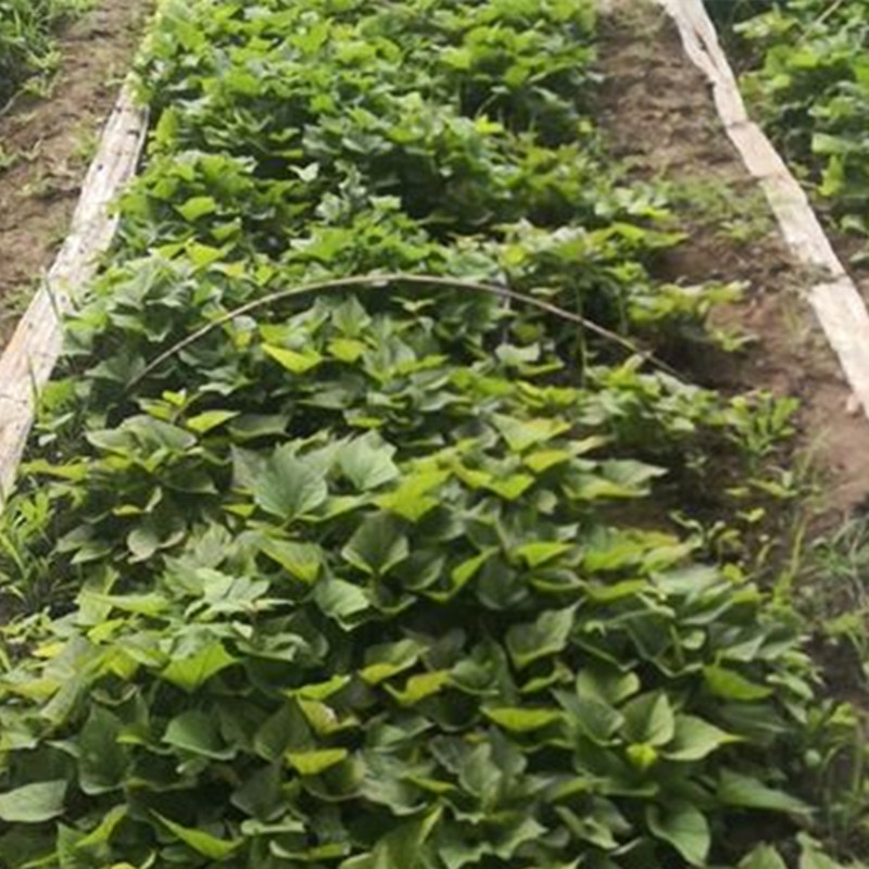 红薯苗农科院培育海南桥头地瓜