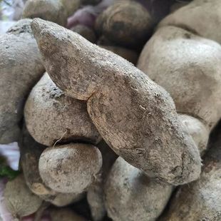 云南文山特产新鲜蔬菜洋丝瓜根洋瓜佛手瓜根寿瓜