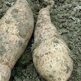 云南文山特产新鲜蔬菜洋丝瓜根洋瓜佛手瓜根寿瓜