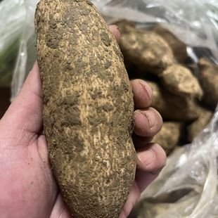 云南文山特产新鲜蔬菜洋丝瓜根洋瓜佛手瓜根寿瓜