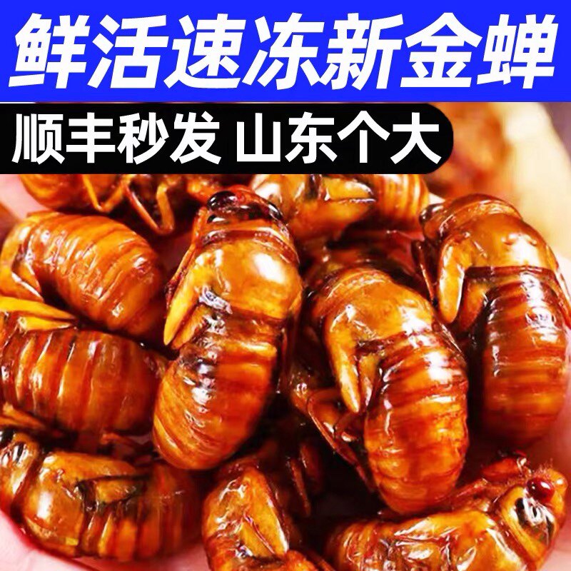知了猴金蝉新鲜蝉蛹鲜活体速冻非即食蚕蛹爬叉猴子爬蚱结了龟顺丰