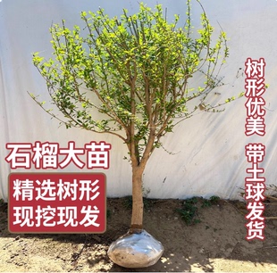 石榴树树苗特大突尼斯软籽石榴苗盆栽矮化南北方庭院果树当年结果