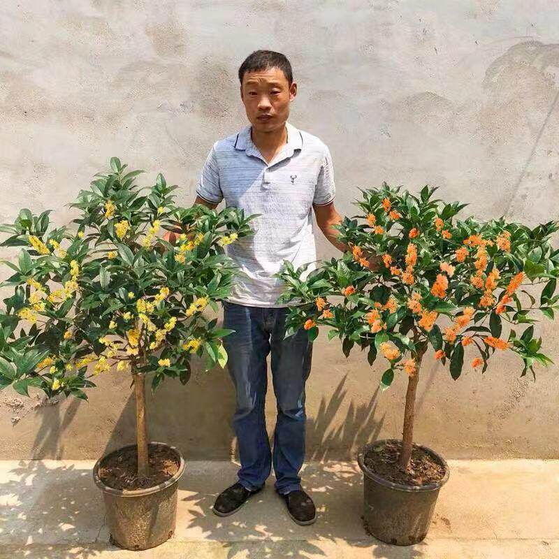 桂花树苗室内花卉盆栽金桂四季桂浓香型八月桂花庭院四季植物地栽
