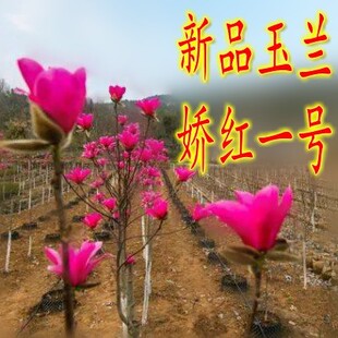 紫玉兰树苗娇红一号玉兰苗嫁接玉兰花苗红玉兰白玉兰地栽绿化苗木