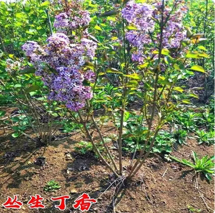 丛生丁香花树苗暴马丁香多叉丁香小苗耐寒庭院盆浓香绿化大叶植物