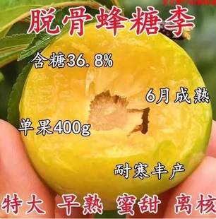 李子树苗嫁接南北方种植早熟正宗蜂糖空心脱骨黄金脆甜大李子树苗