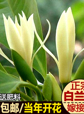 白兰花盆栽 嫁接黄角兰黄桷兰白玉兰黄玉兰花苗树苗庭院苗 包邮