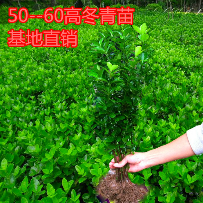 冬青苗绿化苗木四季常青庭院篱笆墙植物大叶黄杨苗北海道冬青树苗