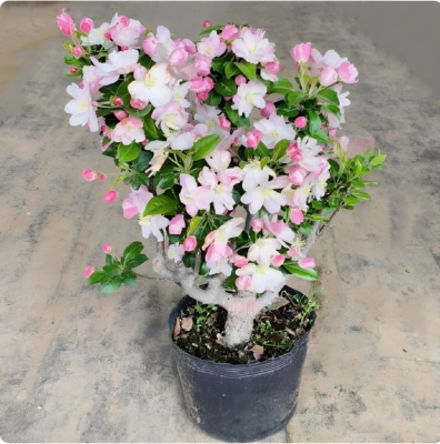 西府海棠花树苗老桩盆景耐寒植物庭院地栽高杆花卉垂丝海棠风景树