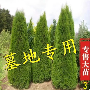 松柏树苗 龙柏苗 大树带土 塔柏侧柏圆柏宝塔松 墓地坟前柏树基地