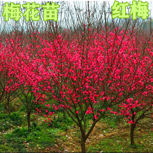 嫁接梅花树苗红梅腊梅绿梅树桩盆景美人梅榆叶梅苗庭院盆栽梅花苗