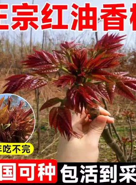 香椿苗树正宗红油香椿树苖食用