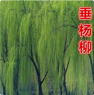 黄金柳树苗 金丝垂柳 直生小柳树枝条垂杨柳树苗旱柳树南北方种植