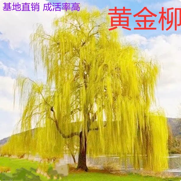 垂柳树苗黄金柳直柳青皮柳金丝柳庭院道路占地河边风景绿化工程苗