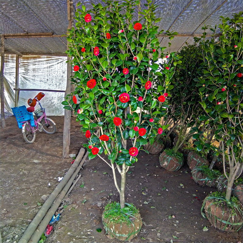 四季常青耐冬耐冻大茶花树室内外阳台花园观花花卉盆景耐寒植物