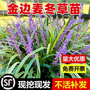 金边麦冬草苗园林绿化地被苗庭院植物观赏阔叶草花叶麦冬耐寒耐阴