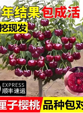 车厘子树苗樱桃树苖南方北方
