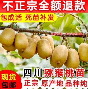 四川红心猕猴桃苗水果树南方种植猕猴桃树果苗软枣子树苗弥猴桃苗