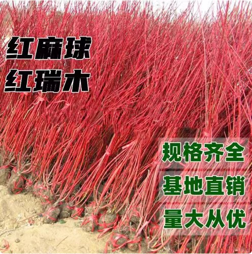 红瑞木树苗红杆麻球红柳枝条