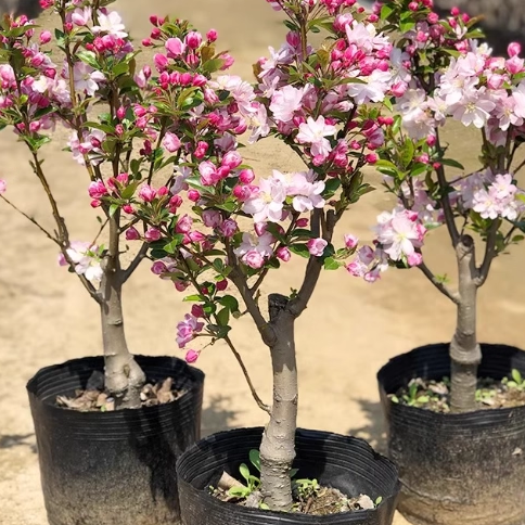 西府海棠盆栽树苗盆景重瓣老桩庭院绿色植物室内多年生木本花卉