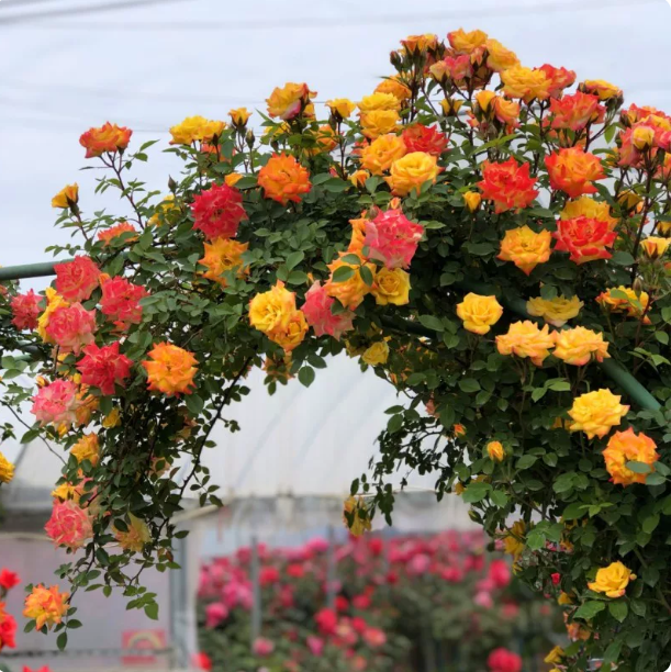 腾彩虹 爬墙月季爬藤植物五色藤本月季花苗阳台庭院