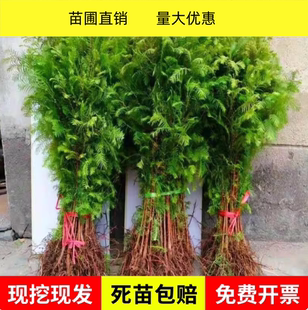 水杉树苗落羽杉池杉南北方庭院护坡风景大树四季常青速生绿化乔木