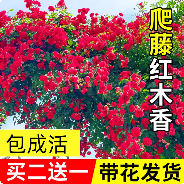 四季红木香花苗爬藤植物耐寒好养