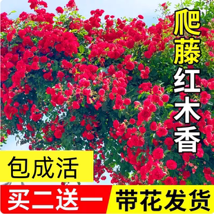 四季红木香花苗爬藤植物耐寒好养浓香黄木香花庭院无刺蔷薇花卉