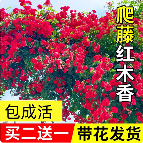 四季红木香花苗爬藤植物耐寒好养浓香黄木香花庭院无刺蔷薇花卉
