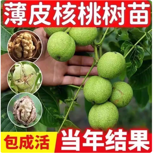 正宗纸皮核桃树苗薄皮嫁接8518核桃树苗耐寒盆栽地栽南北方种植苗