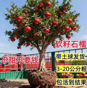 庭院北方耐寒软籽无籽特大石榴树树苗突尼斯果树盆栽地栽当年结果