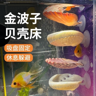 金波子繁殖屋天然扇贝壳宿舍产卵盘鱼缸造景小摆件斗鱼躲避休息床