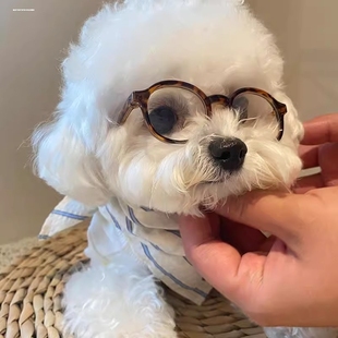 宠物眼镜狗狗护目镜边牧狗防风镜小型犬狗护目镜太阳眼镜帅气