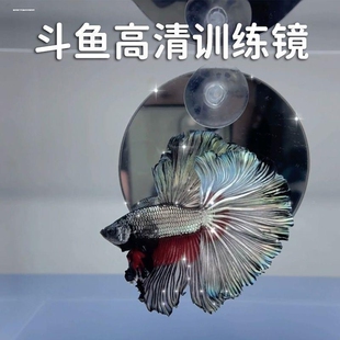 泰国斗鱼专用训练镜互动展尾锻炼悬浮球吸盘小型鱼缸内外镜子造景