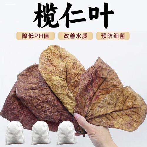 鱼缸榄仁叶泰国斗鱼懒人叶橄榄叶造景装饰南美缸乌龟降酸调节ph值