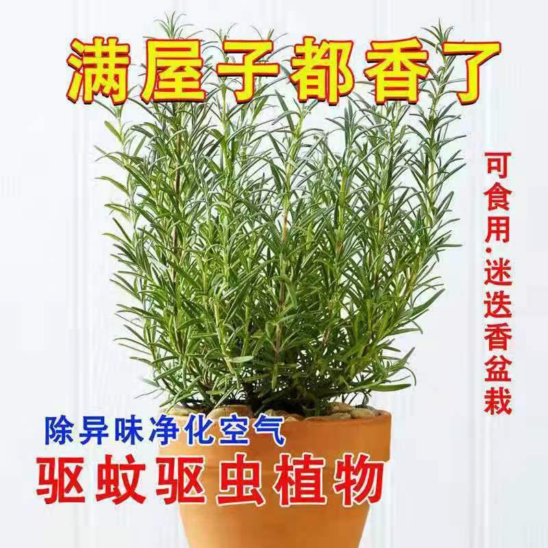 食用植物迷迭香驱蚊客厅吸甲醛图片