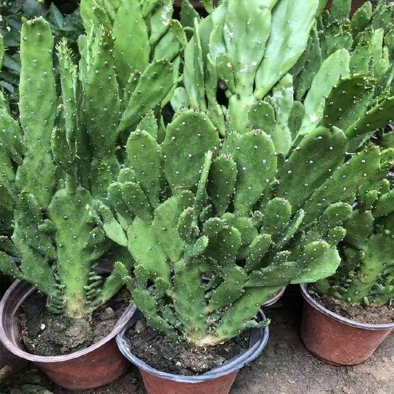 千手观音盆栽植物多肉植物