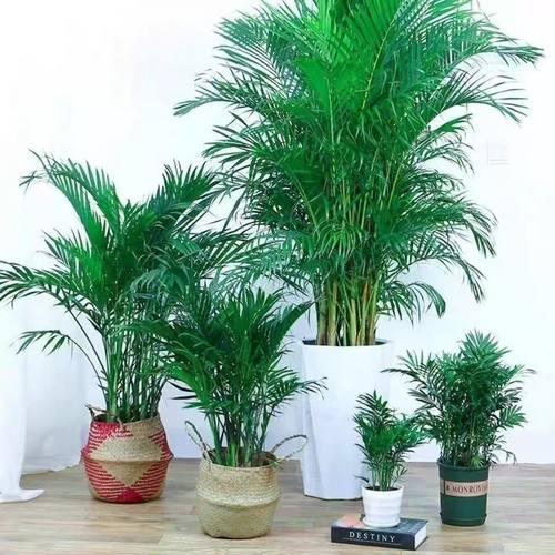 散尾葵凤尾竹盆栽客厅除甲醛植物富贵椰子室内懒人绿植富贵竹粗竹