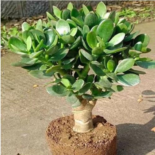 玉树盆栽老桩万年青多肉植物室内阳台摆件观赏净化空气玉树花卉