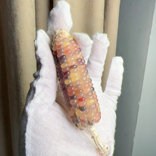 文玩玉米果冻冰透毛料整根手把件迷你宝石血丝小玉米七彩宝石