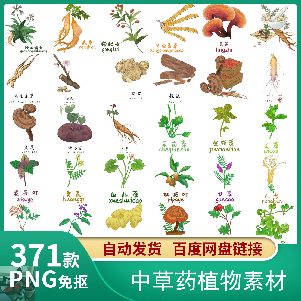 手绘水彩草本植物中草药植物花卉养生中草药插画png免抠设计素材